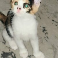 Tekir Kedi, Kedi  Mia fotoğrafı