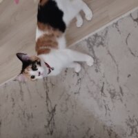 Tekir Kedi, Kedi  Mia fotoğrafı