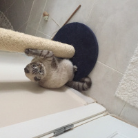 Scottish Fold, Kedi  Popi fotoğrafı