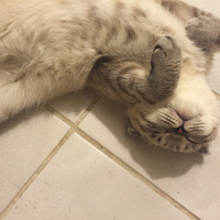 Scottish Fold, Kedi  Popi fotoğrafı