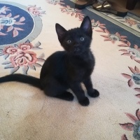 Tekir Kedi, Kedi  gece fotoğrafı