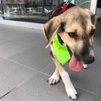 Sokö (Sokak Köpeği), Köpek  Redkit fotoğrafı