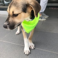 Sokö (Sokak Köpeği), Köpek  Redkit fotoğrafı