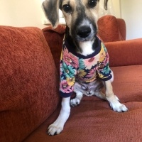 Sokö (Sokak Köpeği), Köpek  Redkit fotoğrafı