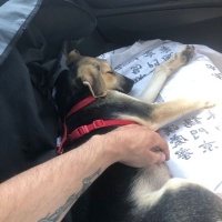 Sokö (Sokak Köpeği), Köpek  Redkit fotoğrafı