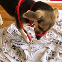 Sokö (Sokak Köpeği), Köpek  Redkit fotoğrafı