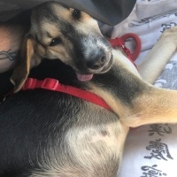 Sokö (Sokak Köpeği), Köpek  Redkit fotoğrafı