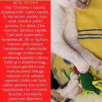 Tekir Kedi, Kedi  Şila ? ACİL YUVA !!! fotoğrafı