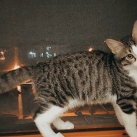 Tekir Kedi, Kedi  Kuşko fotoğrafı