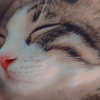 Tekir Kedi, Kedi  Kuşko fotoğrafı