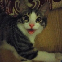 Tekir Kedi, Kedi  Kuşko fotoğrafı