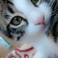 Tekir Kedi, Kedi  Kuşko fotoğrafı