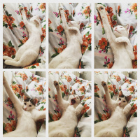  Kedi  İstanbul fotoğrafı