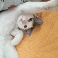  Kedi  İstanbul fotoğrafı