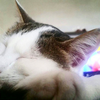  Kedi  İstanbul fotoğrafı