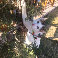  Kedi  İstanbul fotoğrafı