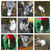  Kedi  İstanbul fotoğrafı