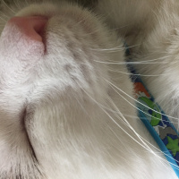  Kedi  İstanbul fotoğrafı