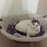  Kedi  İstanbul fotoğrafı