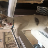  Kedi  İstanbul fotoğrafı