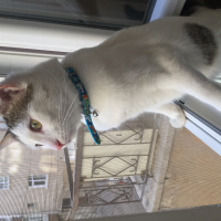  Kedi  İstanbul fotoğrafı