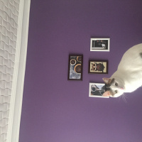  Kedi  İstanbul fotoğrafı