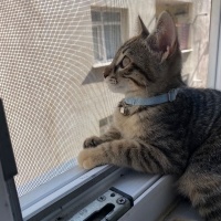Tekir Kedi, Kedi  Zeytin fotoğrafı