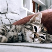Tekir Kedi, Kedi  Zeytin fotoğrafı