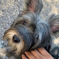 Yorkshire Terrier, Köpek  Behlül fotoğrafı