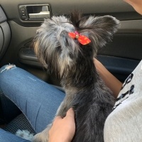 Yorkshire Terrier, Köpek  Behlül fotoğrafı