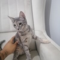 Tekir Kedi, Kedi  Dolunay fotoğrafı