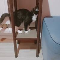 Tuxedo (Smokin) Kedi, Kedi  Zeytin fotoğrafı