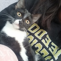 Tuxedo (Smokin) Kedi, Kedi  Zeytin fotoğrafı