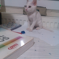 Tekir Kedi, Kedi  mişa fotoğrafı