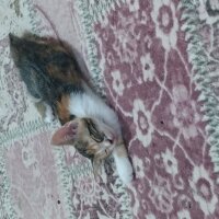 Tekir Kedi, Kedi  Beauty fotoğrafı