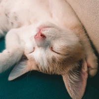 American Wirehair, Kedi  Kurama fotoğrafı