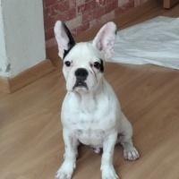Fransız Bulldog, Köpek  Ates fotoğrafı