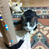 Tekir Kedi, Kedi  ÇAKIR fotoğrafı