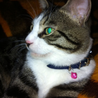 Tekir Kedi, Kedi  ÇAKIR fotoğrafı