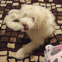 West Highland White Terrier, Köpek  Pamuk fotoğrafı