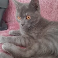 British Shorthair, Kedi  Gece fotoğrafı