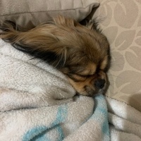 Pekingese, Köpek  Rio fotoğrafı