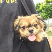 Pekingese, Köpek  Rio fotoğrafı