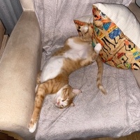 Sarman, Kedi  Leo fotoğrafı