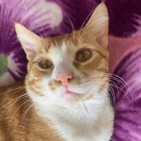 Sarman, Kedi  Leo fotoğrafı