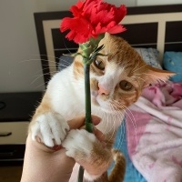 Sarman, Kedi  Leo fotoğrafı