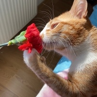 Sarman, Kedi  Leo fotoğrafı