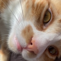 Sarman, Kedi  Leo fotoğrafı