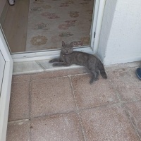British Shorthair, Kedi  Gece fotoğrafı