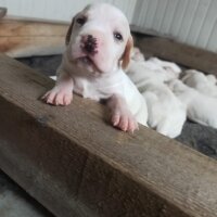 Pointer, Köpek  Alice fotoğrafı